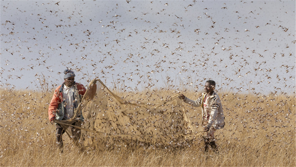 蝗灾|云南蝗灾爆发！覆盖面积超12万亩，专家预测或持续到8月！