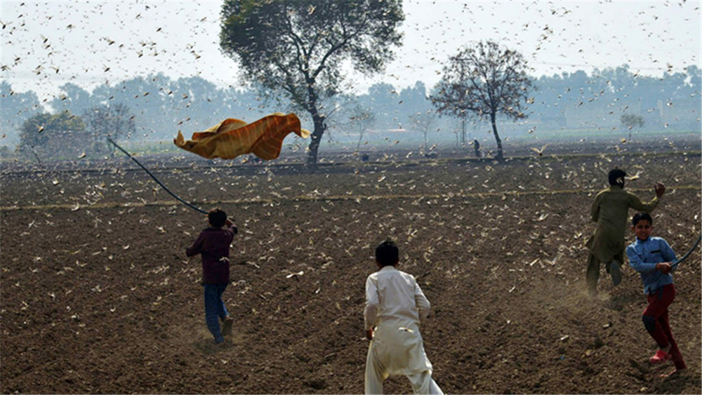 蝗灾|云南蝗灾爆发！覆盖面积超12万亩，专家预测或持续到8月！