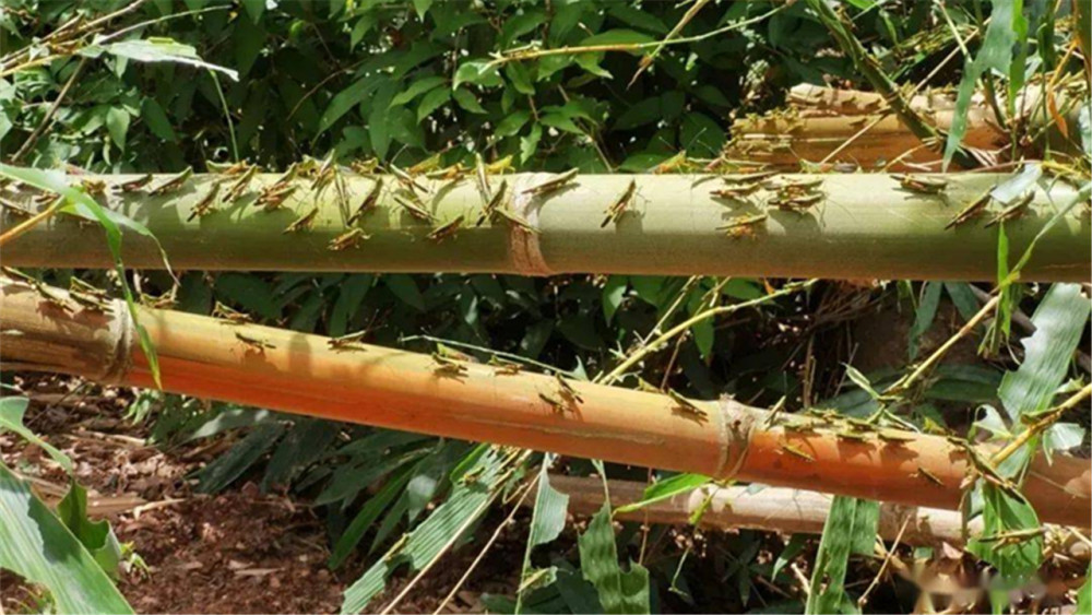 蝗灾|云南蝗灾爆发！覆盖面积超12万亩，专家预测或持续到8月！