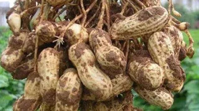 花生|农民种植花生，亩产1000斤很难？掌握3个关键技术，丰产有希望