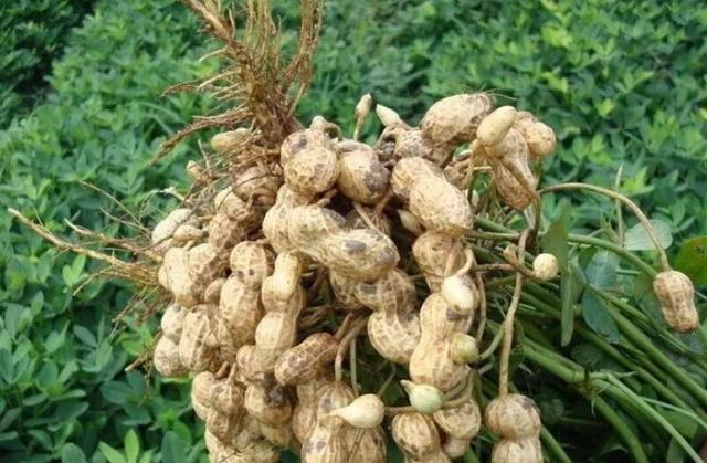 花生|农民种植花生，亩产1000斤很难？掌握3个关键技术，丰产有希望