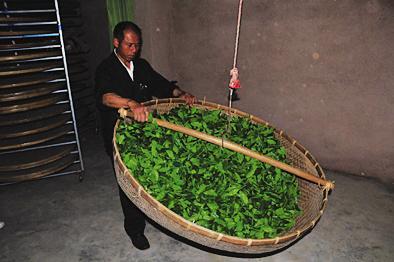 为什么青茶也叫乌龙茶?一篇文章给你讲清楚_腾讯新闻