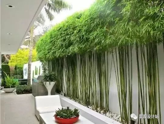竹子在园林中也是一道独特的风景,设计手法你知多少?