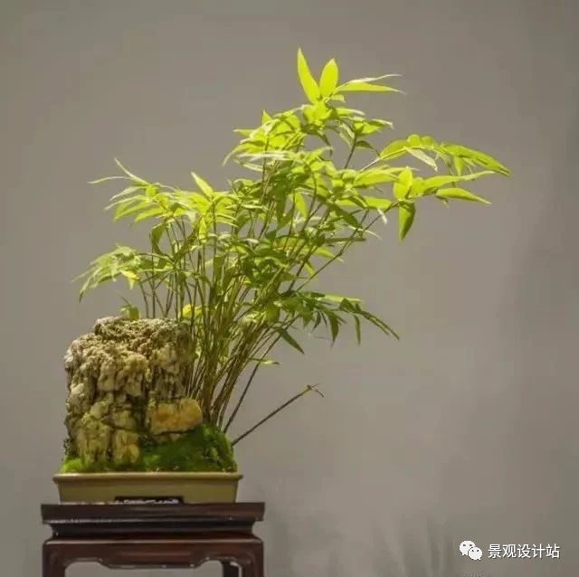 竹子在园林中也是一道独特的风景,设计手法你知多少?