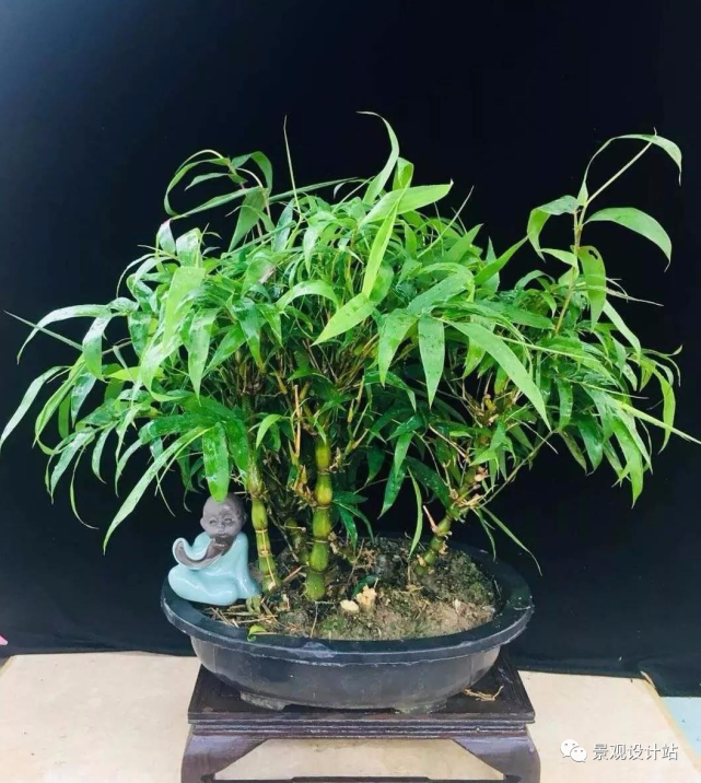 竹子在园林中也是一道独特的风景,设计手法你知多少?