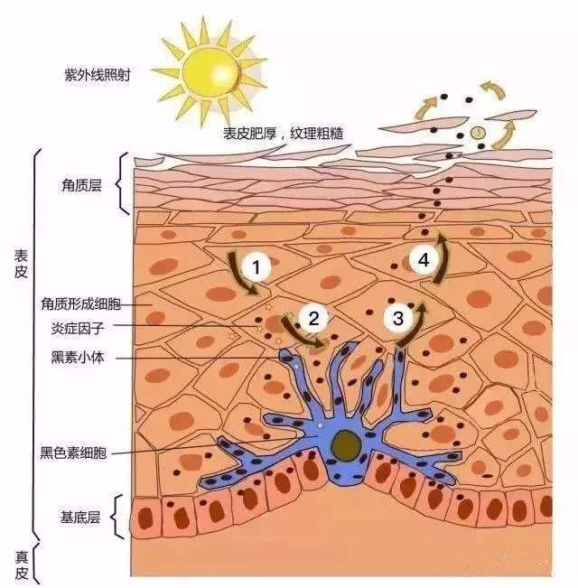 紫外线|黑色吸热，非洲那么热为何会进化出黑皮肤？科学家：命更重要
