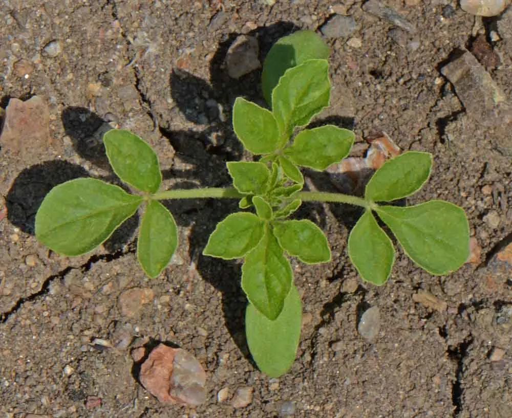 花朵像蝴蝶雄蕊像蜘蛛脚的醉蝶花种地里能自播繁殖花期特长