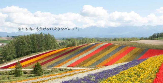 让生活增添更多欢乐色彩北海道花田 四季彩之丘 北海道 日本 旅游 花田 美瑛町