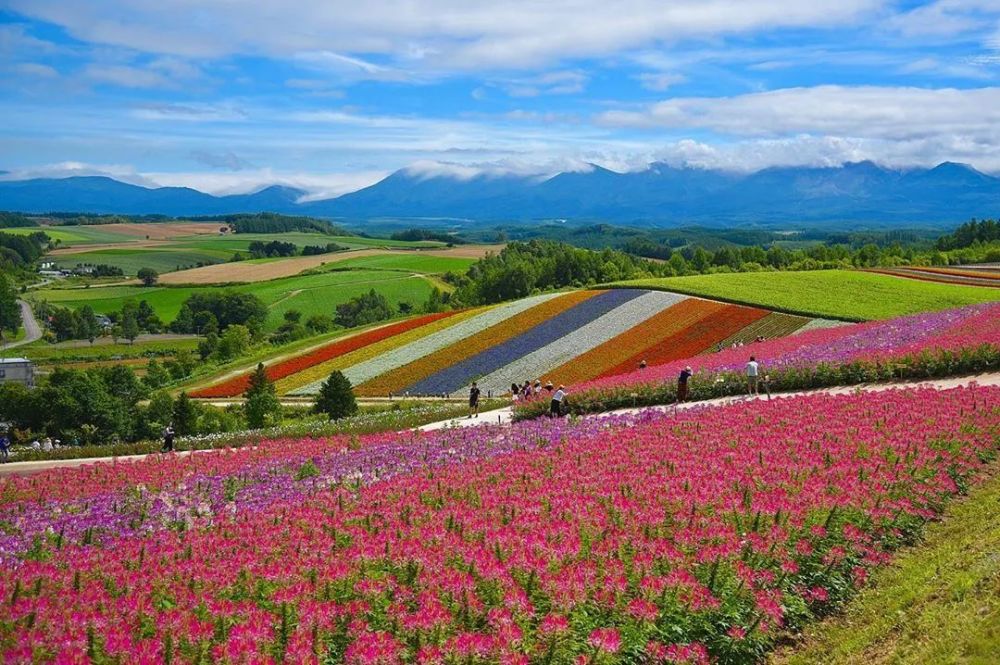 让生活增添更多欢乐色彩北海道花田 四季彩之丘 腾讯新闻