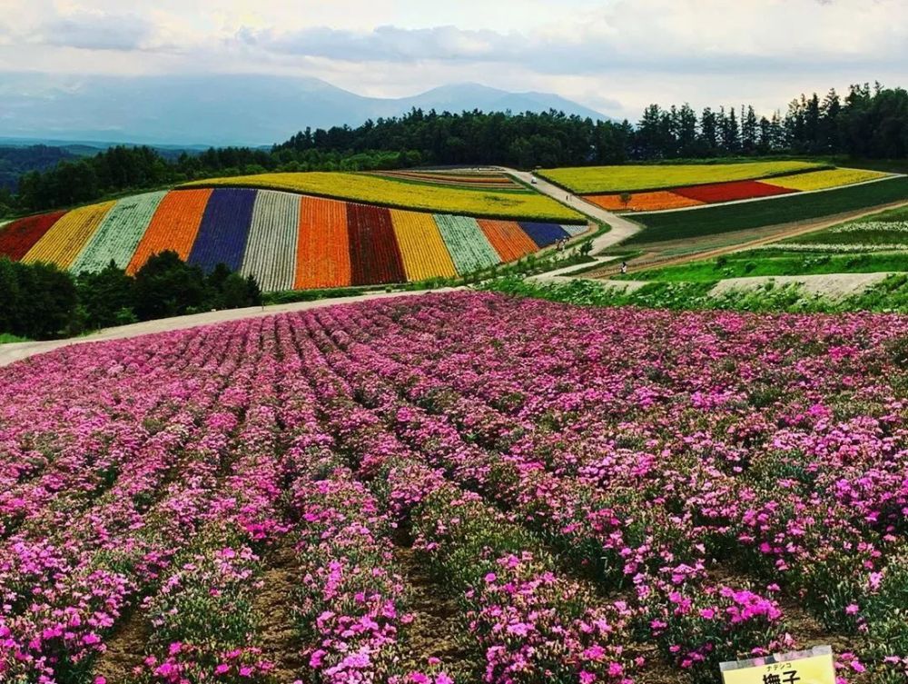 让生活增添更多欢乐色彩北海道花田 四季彩之丘 腾讯新闻