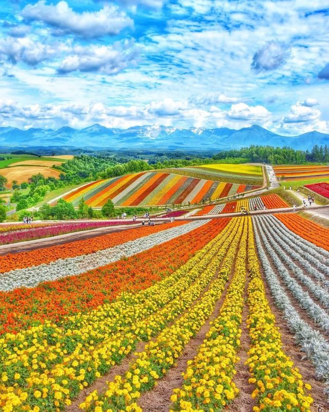 让生活增添更多欢乐色彩北海道花田 四季彩之丘 北海道 日本 旅游 花田 美瑛町