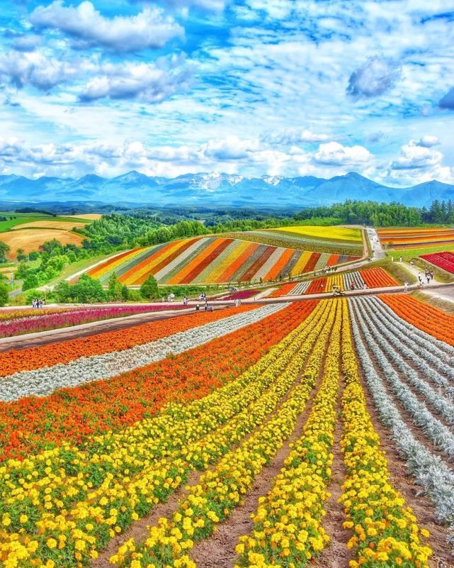 让生活增添更多欢乐色彩北海道花田 四季彩之丘 北海道 日本 旅游 花田 美瑛町