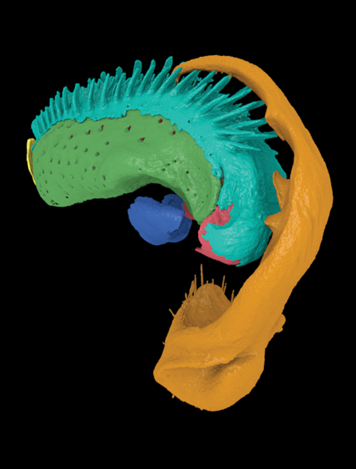 马陆|为了看清楚它们是怎么交配的，科学家拿出高科技拍摄了起来……