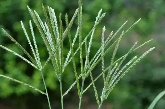 农村|农村茅厕旁一种野草，人称“踩不死”，却是防治“风湿”的良方