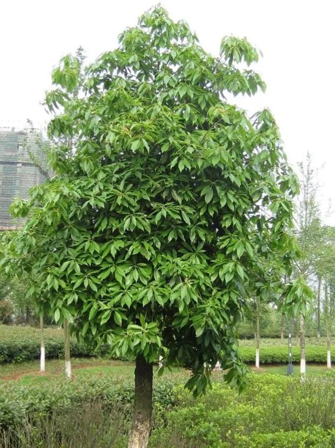 每日植物 木荷_腾讯新闻