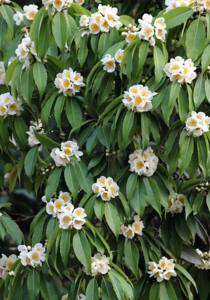 每日植物 木荷_腾讯新闻