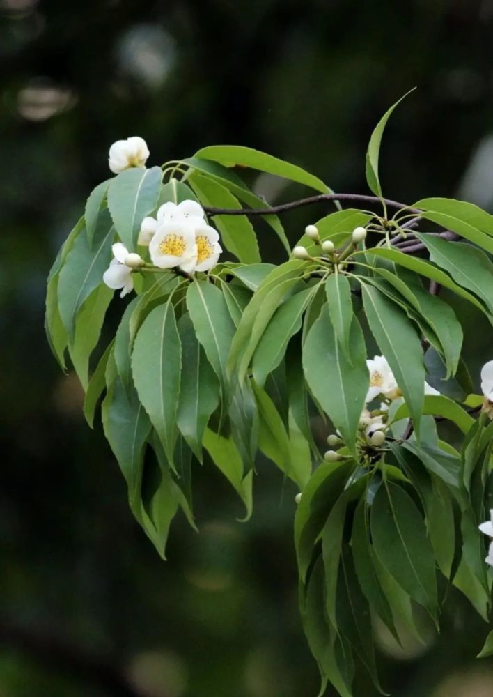 每日植物 木荷_腾讯新闻