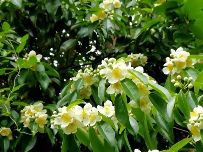 每日植物 木荷_腾讯新闻