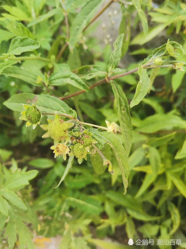开花的种类——白花蟛蜞菊(菊科,鳢肠属植物)