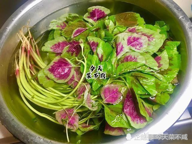 不用炒,不用一滴油,含钙高热量低,瘦身者的最爱,用米汤浸苋菜,特有