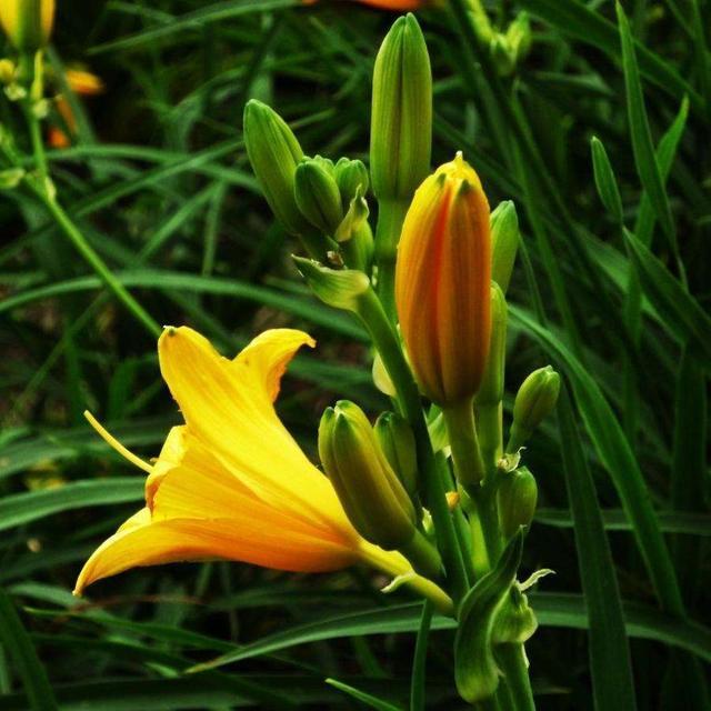 葱兰|这3种花不能碰，远远观赏就行了，小心中毒