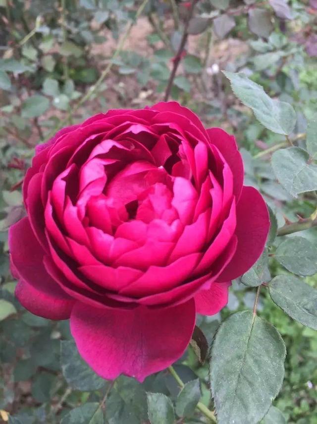 夏季的颜值担当月季花 一棵花树开满花 做好这几点不招虫开花美 腾讯新闻