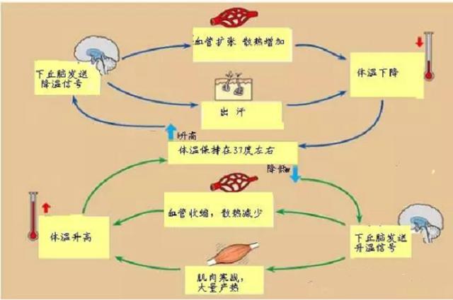 这需要从体温调节机制说起发烧时,我们为什么一会冷,一会热呢?