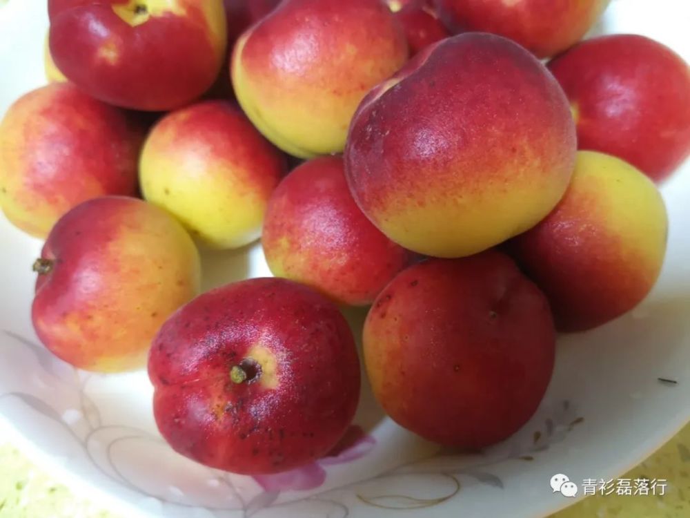 也算是报答她们俩给我寄杏子的情谊吧.