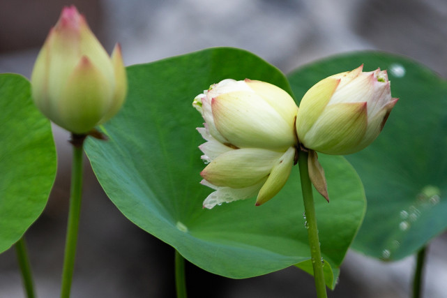 花中精品并蒂莲,大家欣赏