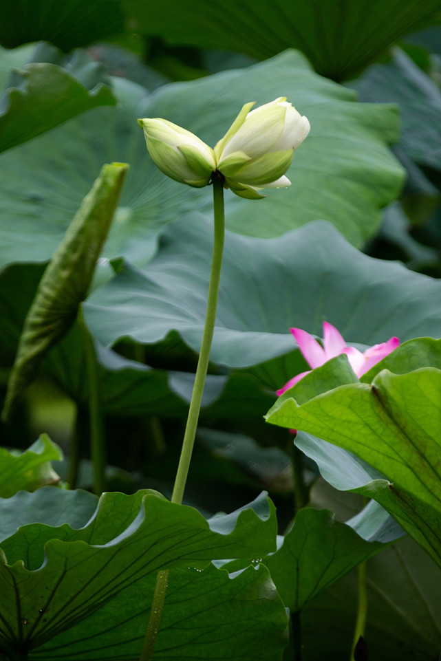 花中精品并蒂莲大家欣赏