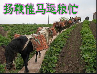 笛韵流淌的岁月-我记忆中的《扬鞭催马运粮忙》