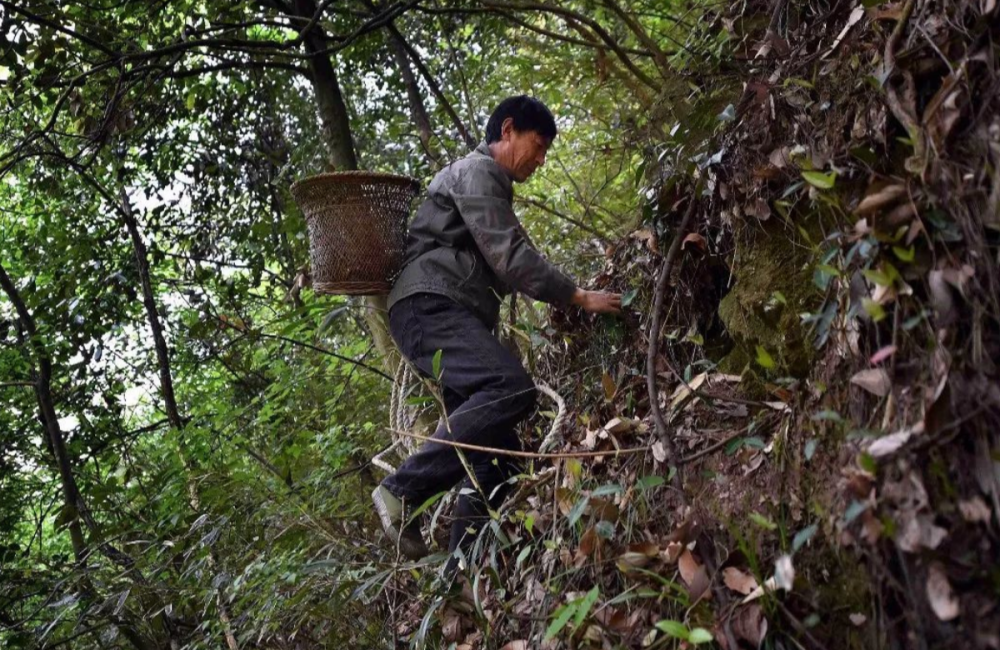 廣西採藥人迷路大山,卻意外發現墜毀飛機,揭開一段塵封的歷史