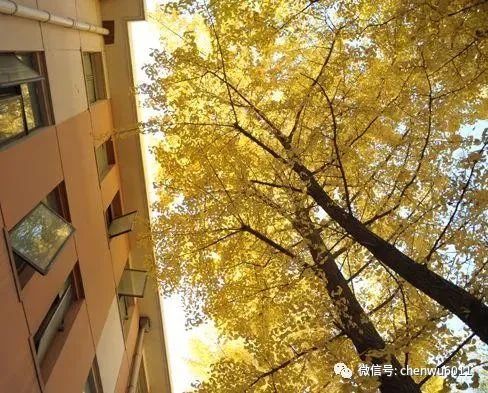 中国人民大学|中国人民大学：A类学科专业在京均投放 新增三个实验班项目