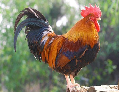 吐鲁番博物馆|阿斯塔纳古墓出土鸡鸣枕，博物馆的工作人员，用这几招将其修复