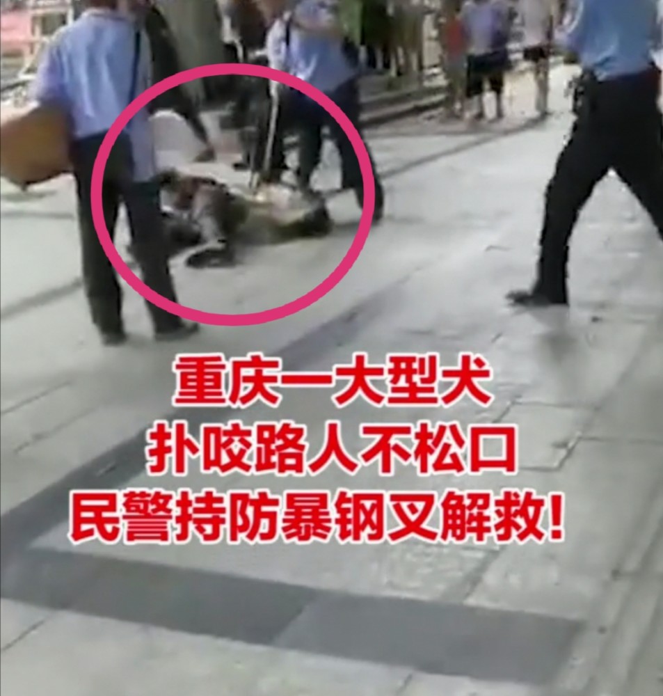 重庆大型犬当街咬人 民警想用钢叉解救 大狗还是死死咬住不松口 腾讯新闻