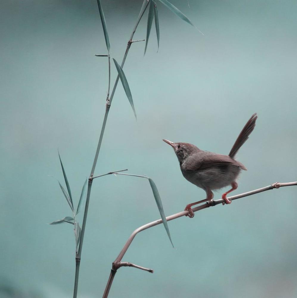 竹林里的小鸟