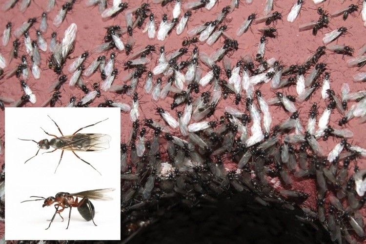 2020年的最新灾难遮天蔽日的飞蚁群肆虐在英国上空