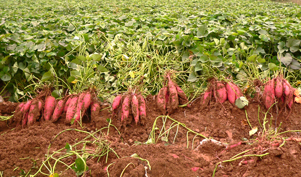 从红薯苗到红薯丰收它的一生同样栉风沐雨可歌可泣