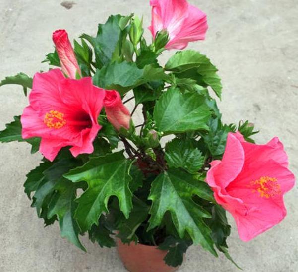 室外盆栽扶桑花,月季,茶花,淋雨反而长得旺