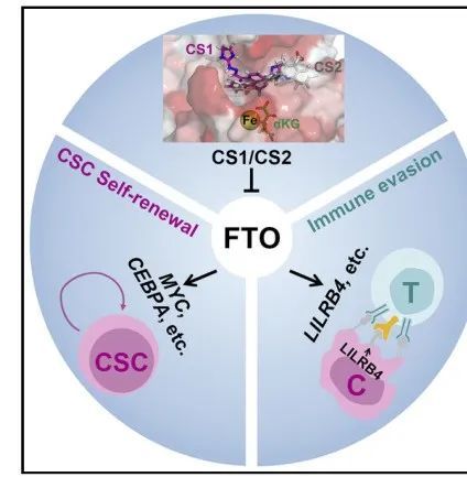 中科院上海药物所|Cancer Cell：中科院上海药物所再发文，FTO靶向药真的来了