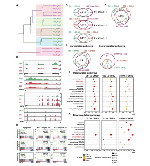 中科院上海药物所|Cancer Cell：中科院上海药物所再发文，FTO靶向药真的来了