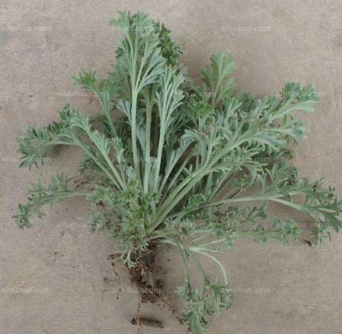 而如今的人们对于茵陈蒿尚未有着相当全面的了解,而且,茵陈蒿的很多