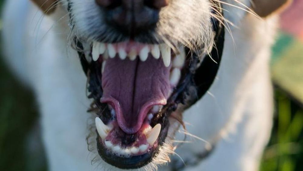 法国斗牛犬|15个月大女童被自家斗牛犬咬死，家长拼命阻拦也被咬进医院