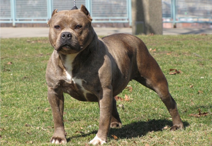 法国斗牛犬|15个月大女童被自家斗牛犬咬死，家长拼命阻拦也被咬进医院