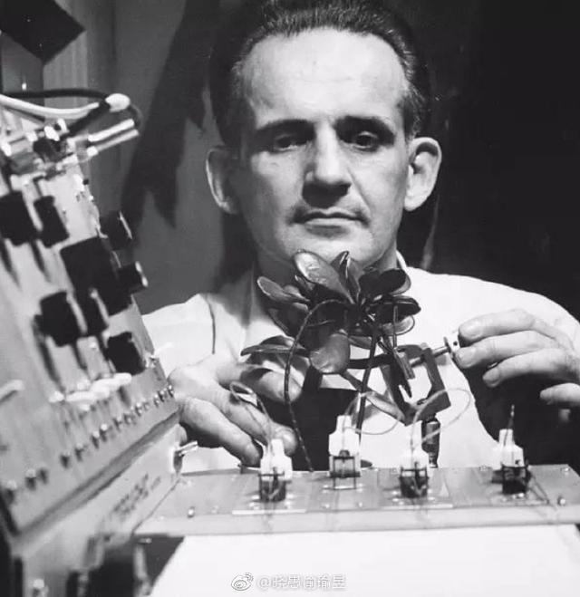 宇宙|一次普通的植物实验，得到颠覆认知的结果，甚至让人怀疑宇宙