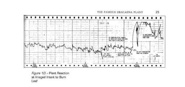 宇宙|一次普通的植物实验，得到颠覆认知的结果，甚至让人怀疑宇宙