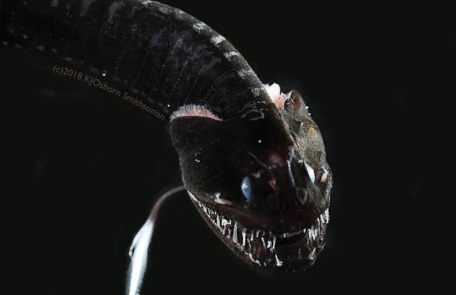 水鸟|为什么有水的地方就有鱼？真相藏在水鸟的便便里