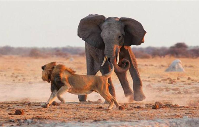 两头雄狮快要饿死,不料一头大象出现,狮子拼死一搏!_腾讯新闻