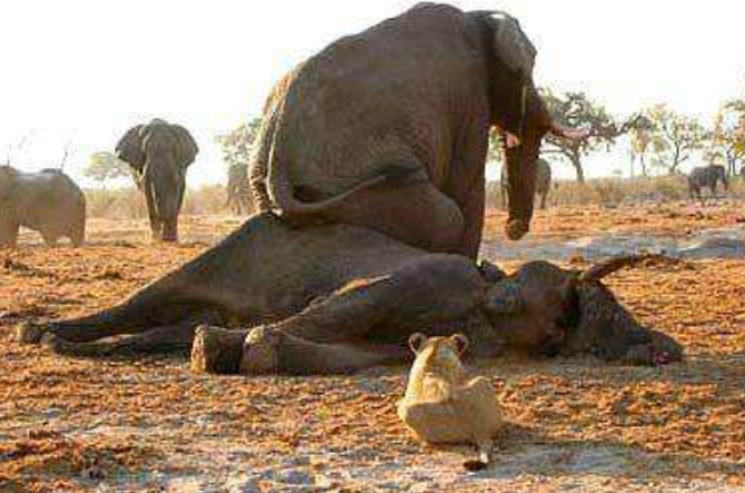 两头雄狮快要饿死,不料一头大象出现,狮子拼死一搏!_腾讯新闻