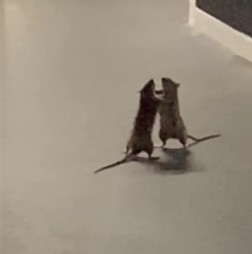 两只老鼠路边打架,旁边却有猫咪看热闹,"鼠师傅,切它中路"